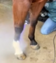 COSMIC COWGIRL CRYOTHERAPY
